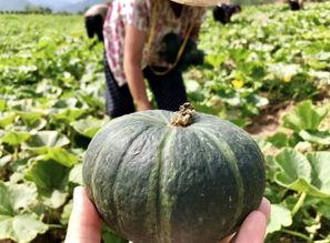 北美网红吃瓜事件真相是真的吗  第3张